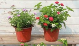 黑车最新爆料新闻视频下载,最新爆料事件深度解析