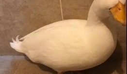 娱乐吃瓜鸭鸭鸭视频,鸭鸭鸭鸭视频带你领略娱乐圈新鲜事