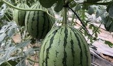 靖边网红吃瓜是谁啊,揭秘背后真相与争议