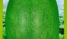 新瓜最新爆料图片