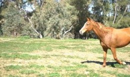 肉鸡背影爆料视频大全,揭秘幕后真相与感人瞬间