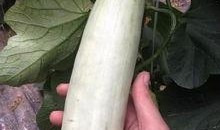 小时候吃的网红瓜,甜蜜滋味，回忆满满