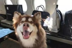 盾狗爆料视频,视频内容深度解析