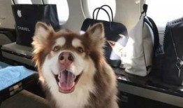 盾狗爆料视频,视频内容深度解析