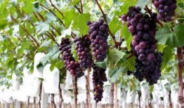 香印葡萄爆料怎么做视频,轻松打造美味分享短视频