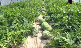 新瓜最新爆料图片